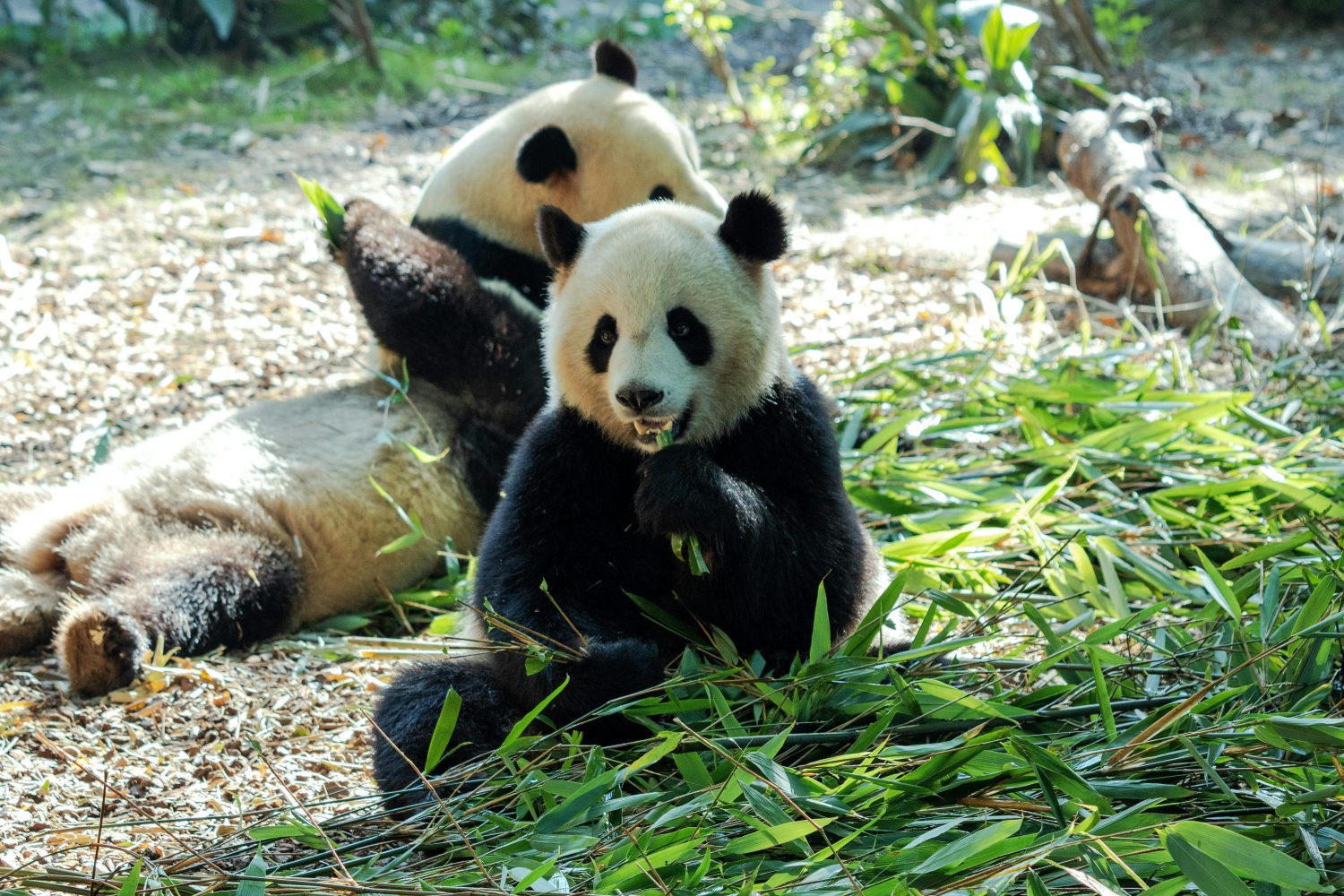 Beijing Zoo, Beijing