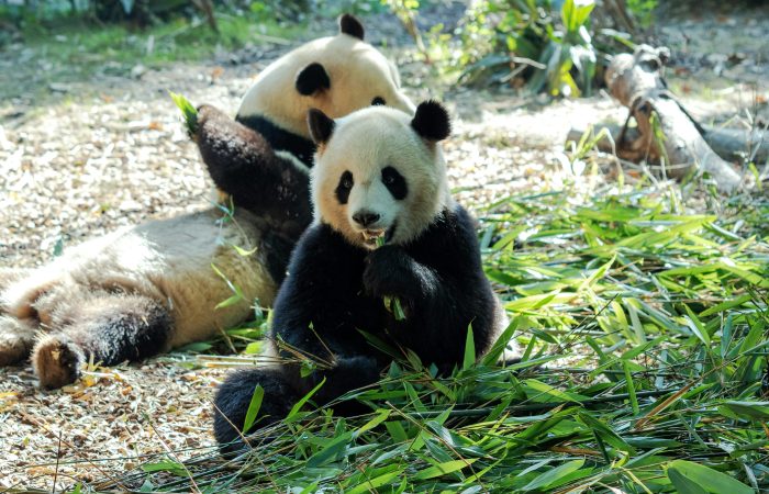 Beijing Zoo, Beijing