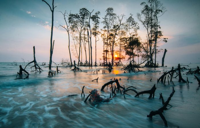 Boao Mangrove Boardwalk