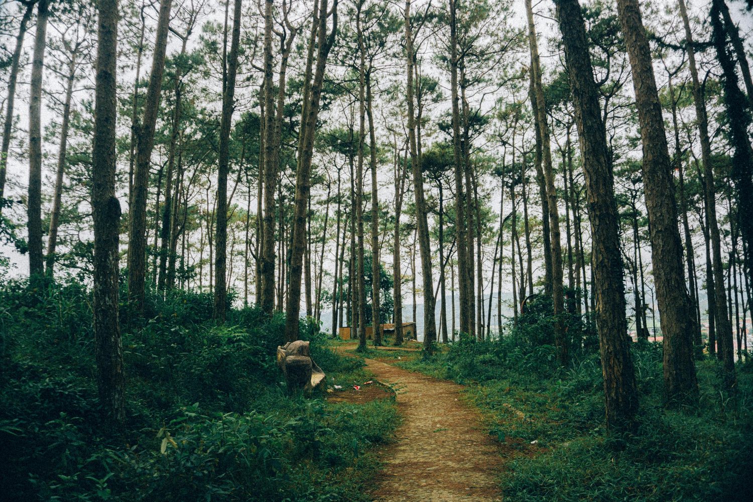 Boduoluo Yi Village Forest