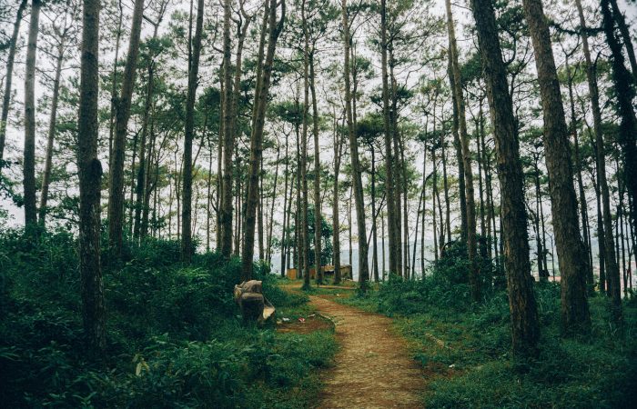 Boduoluo Yi Village Forest