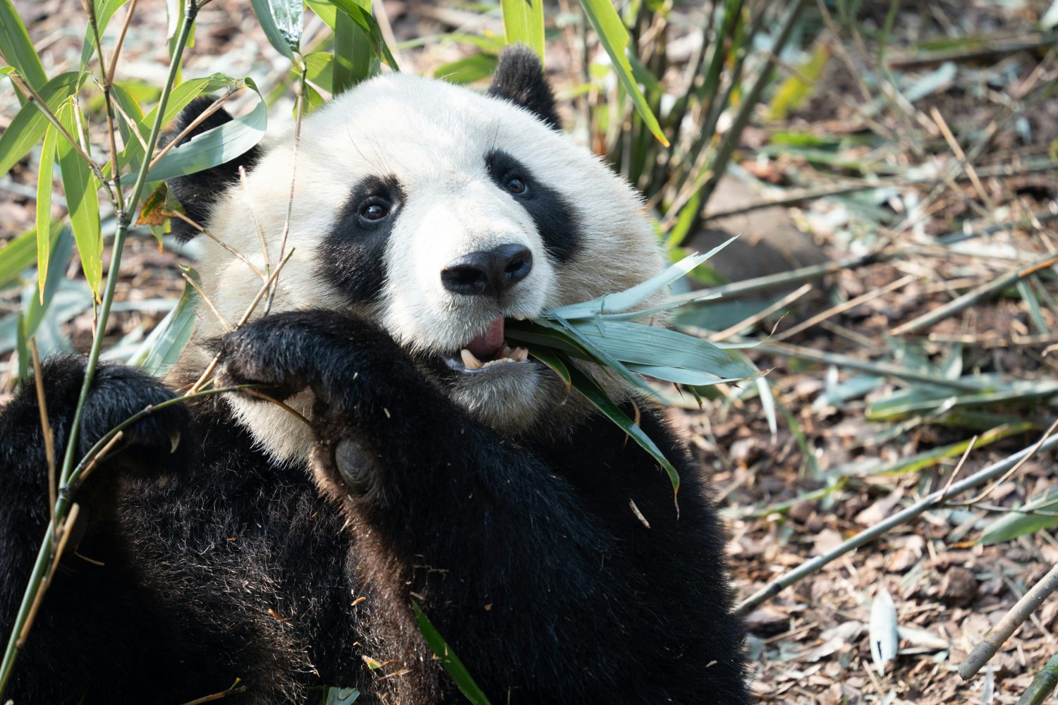 Dujiangyan Panda Valley