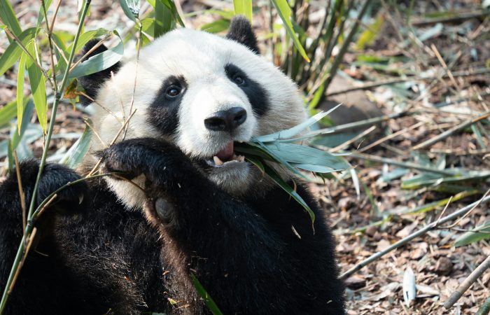 Jiawuhai Panda Park, Jiuzhaigou
