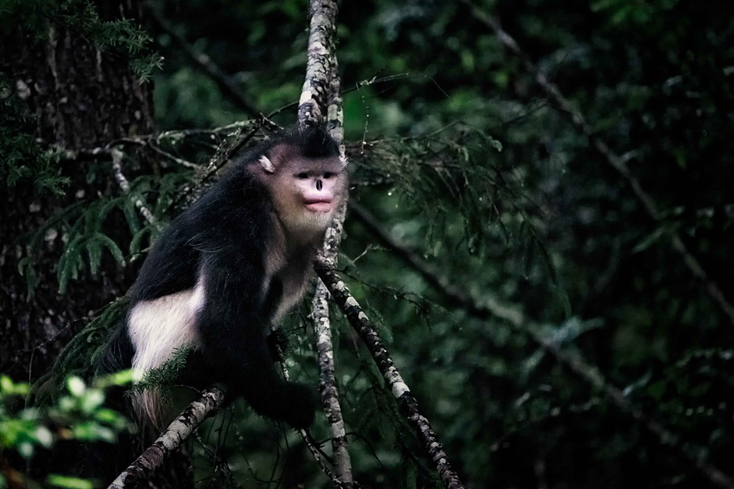 Yunnan Snub-Nosed Monkeys, Tacheng