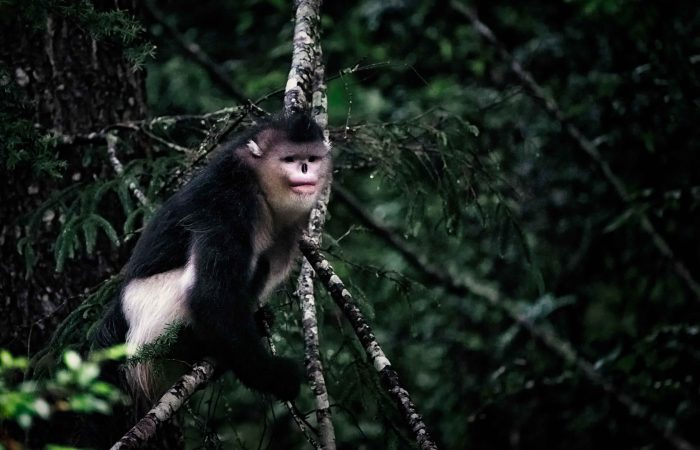 Yunnan Snub-Nosed Monkeys, Tacheng