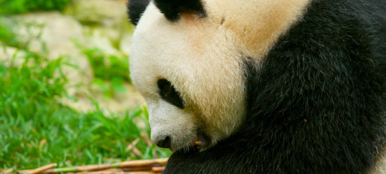Chengdu · Pandas Taoist Mountains & Tibetan Craft – 7 Days 6 Nights