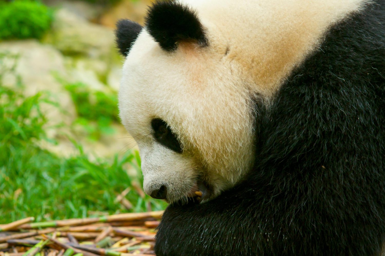 Chengdu · Pandas Taoist Mountains & Tibetan Craft – 7 Days 6 Nights