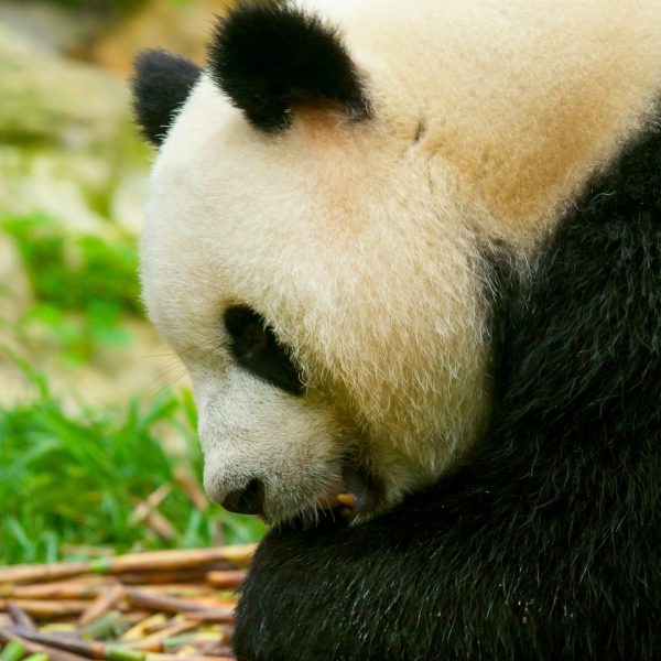 Chengdu · Pandas Taoist Mountains & Tibetan Craft – 7 Days 6 Nights