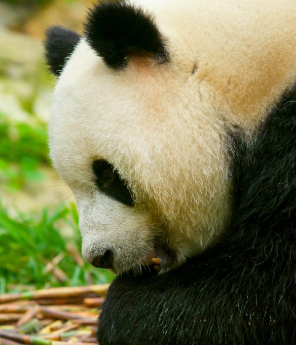 Chengdu · Pandas Taoist Mountains & Tibetan Craft – 7 Days 6 Nights