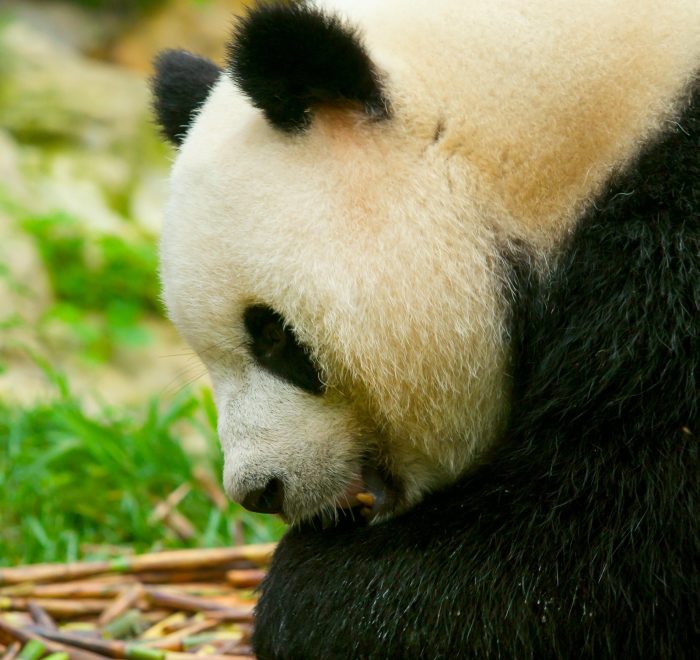 Chengdu · Pandas Taoist Mountains & Tibetan Craft – 7 Days 6 Nights