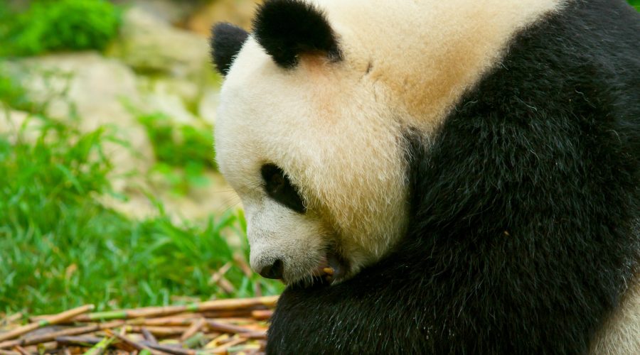 Chengdu · Pandas Taoist Mountains & Tibetan Craft – 7 Days 6 Nights