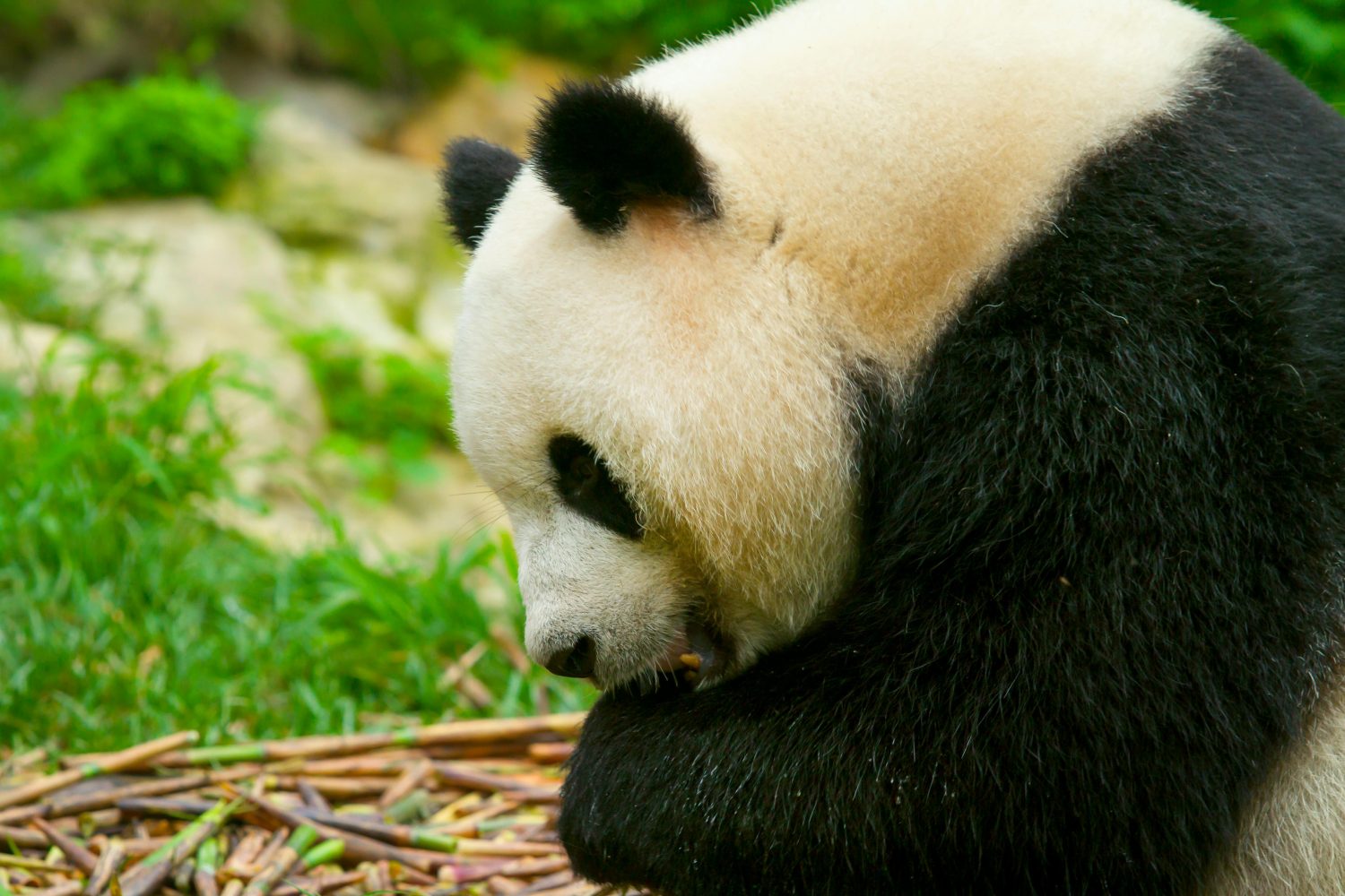 Chengdu Panda Base