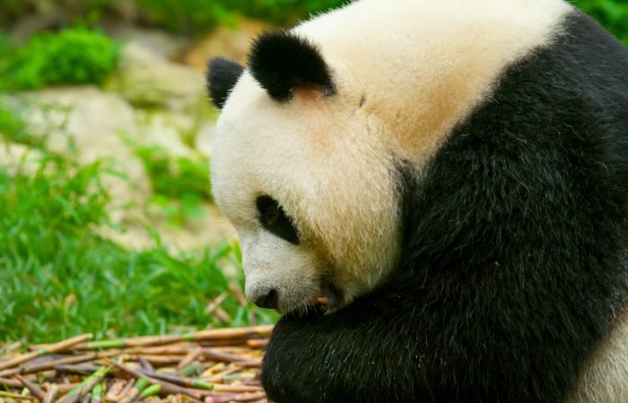 Chengdu Panda Base Chengdu Panda Base