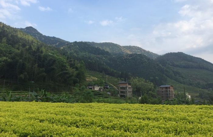 Wuyi Tea Hills, Wuyishan