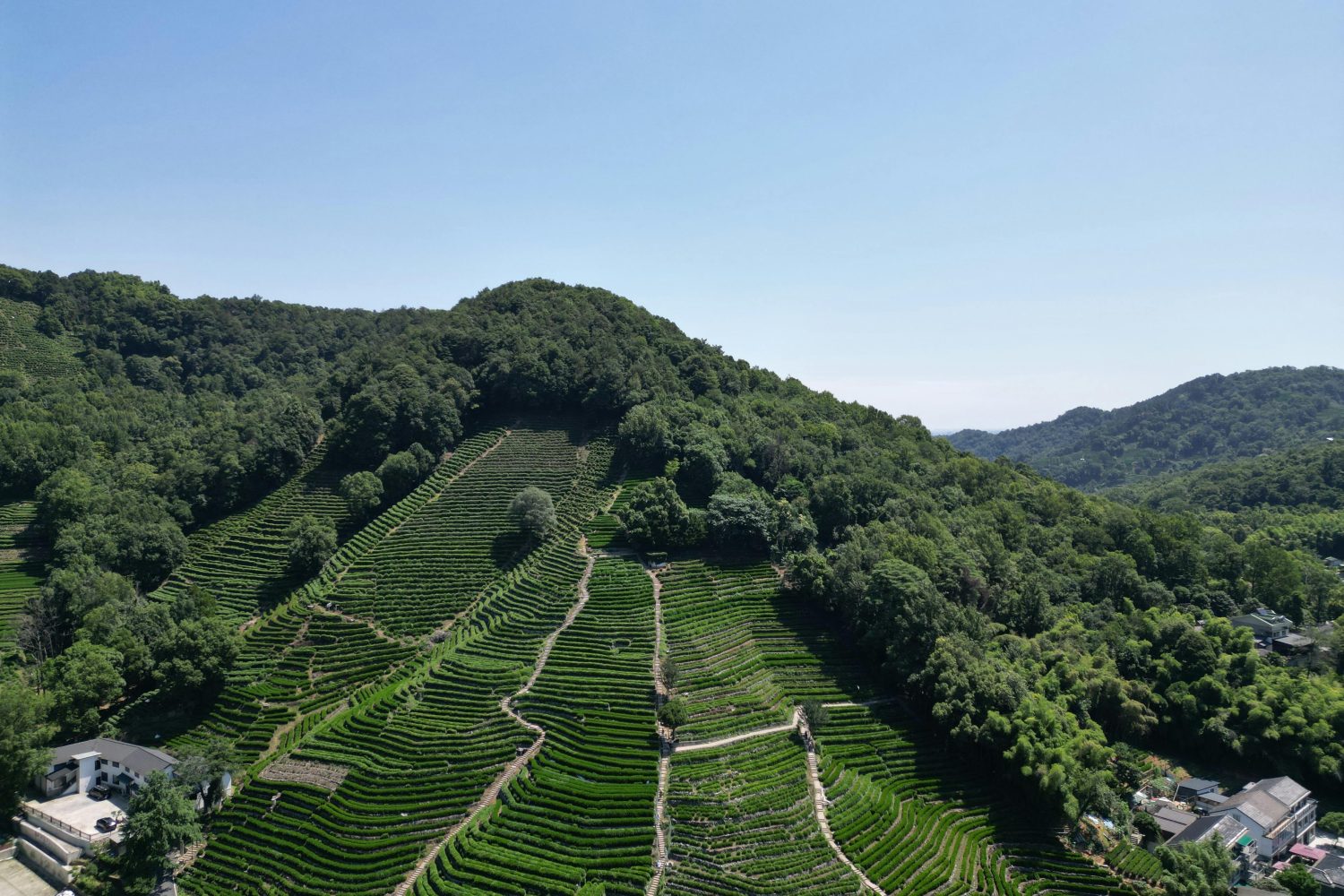 Longjing Tea Hills, Hangzhou