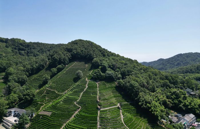 Longjing Tea Hills, Hangzhou
